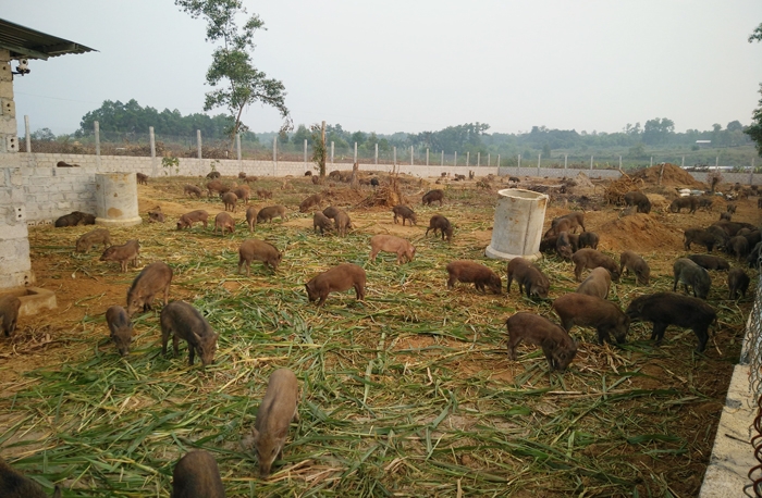 Trang trại nuôi heo rừng lai theo hướng đặc sản ở Đắk Nông